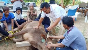 Brigjen TNI (Purn) Taufik Hidayat Saat melaksana penyembelihan hewan di halaman blakang rumah kediaman Jum'at, 31/7-2020.